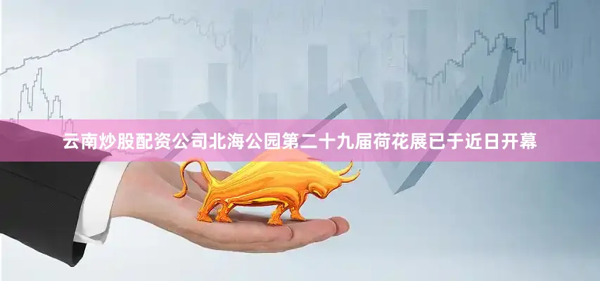 云南炒股配资公司北海公园第二十九届荷花展已于近日开幕